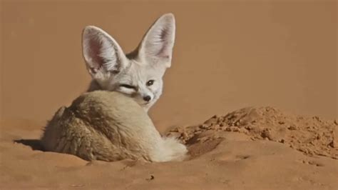 Fennec Fox Adaptations How Ears Conquer The Heat The Infox