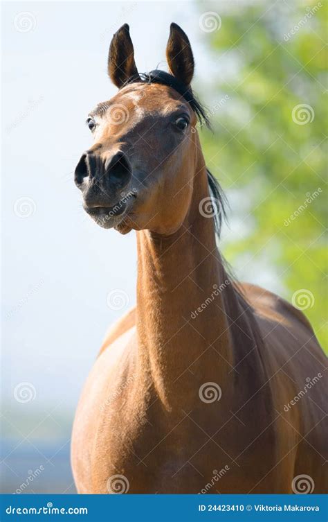 Bay Arabian Horse Runs Gallop In Front View Stock Photo Image Of