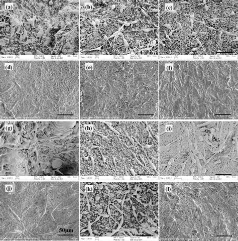 Morphology Of Pc Cells Cultured On Different Scaffolds Under Sem At