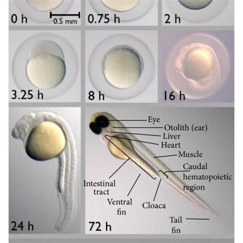 A An Adult Zebrafish B Embryonic Development Of Zebrafish Is