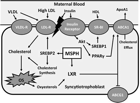 Maternal Supraphysiological Hypercholesterolemia Effects On