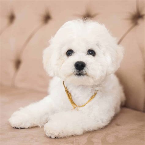 Bichon Frise Puppies For Sale Adopt Your Puppy Today Infinity Pups