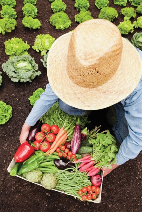 Los Cultivos M S Importantes Para M Xico Hortalizas