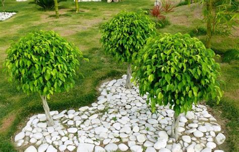 Ficus Benjamina Características Cultivo Cuidados Árbol