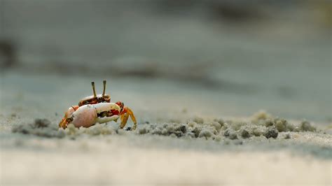 A tiny crab : r/wildlifephotography