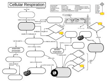 Cellular Respiration Graphic Organizer Key By Biologycorner TPT