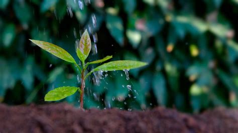 La Forma Más Fácil De Plantar Y Cultivar Una Semilla De Aguacate En Tierra