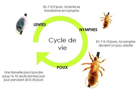 Les poux Toujours les poux Ecole Hamaïde