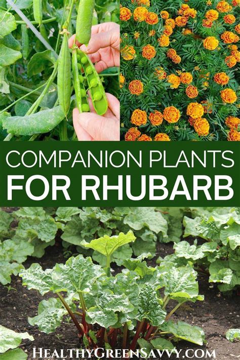 15 Best Rhubarb Companion Plants And 4 To Avoid