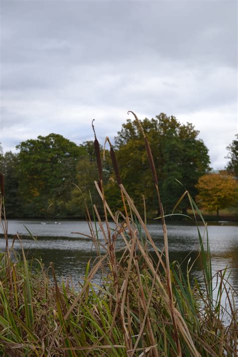 Bulrush inflorescence | Whiteknights biodiversity