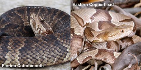 Eastern Copperhead – Florida Snake ID Guide