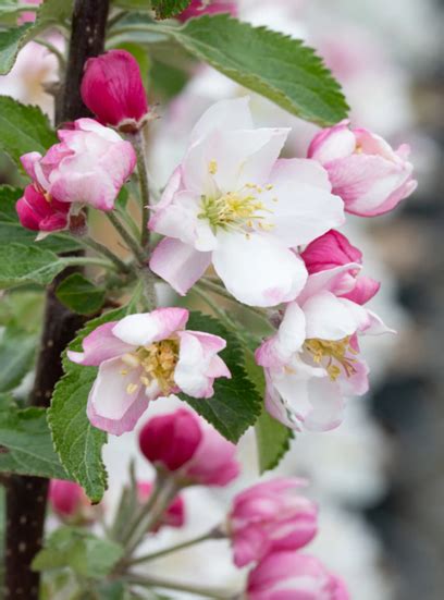 Malus Halloween 12 Litre Stewarts Garden Centre