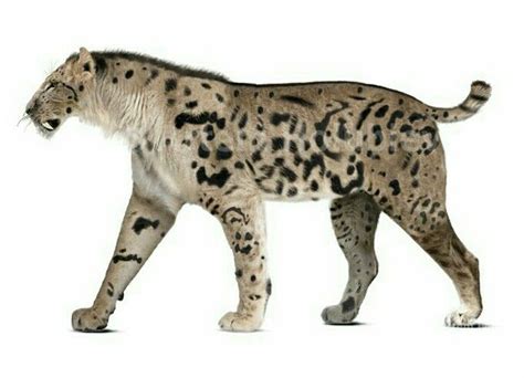 Homotherium Latidens | Animales de la prehistoria, Animales ...