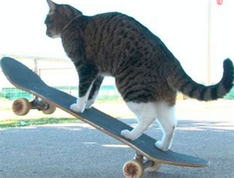 The world’s best skateboarding cat!