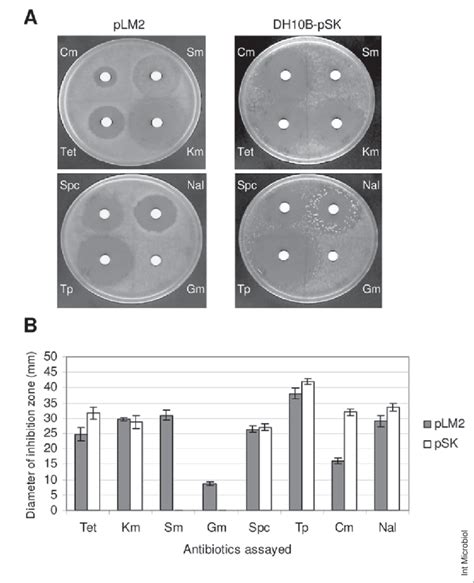 A Disc Diffusion Test For Evaluating The Antibiotic Susceptibility Of Download Scientific