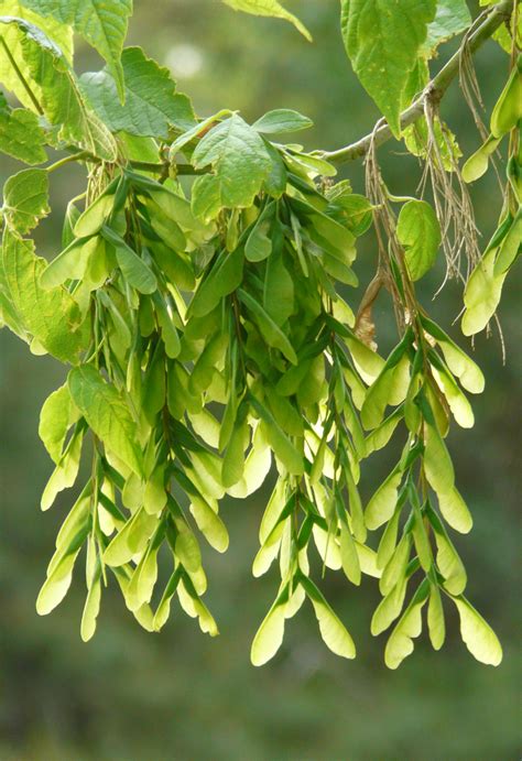 Manitoba Maple Box Elder Maple Trees Of Manitoba · Inaturalist