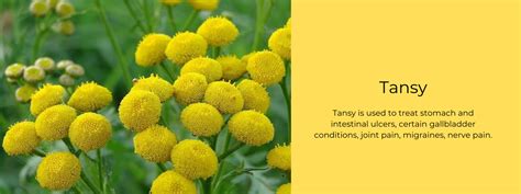 Tansy - Health Benefits, Uses and Important Facts - PotsandPans India