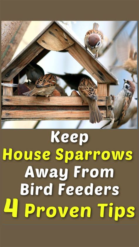 Proven Tips Keep House Sparrow Away From Your Bird Feeders Bird