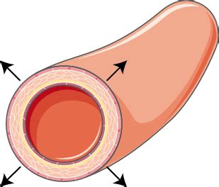 Le Syst Me Cardiovasculaire Flashcards Quizlet