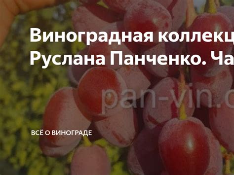 Виноградная коллекция Руслана Панченко. Часть 17. | Всё о винограде | Дзен