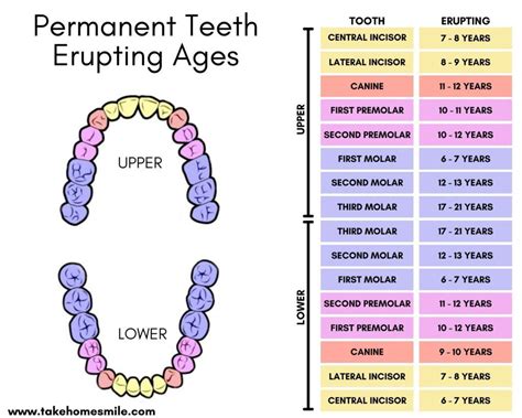 Your Essential Guide To Wisdom Teeth Growing In Take Home Smile