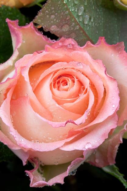 Premium Photo Pink Rose Close Up