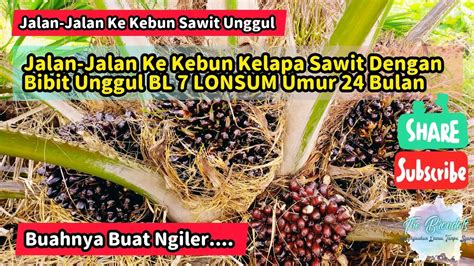 Jalan Jalan Ke Kebun Kelapa Sawit Dengan Bibit BL 7 LONSUM Umur 24