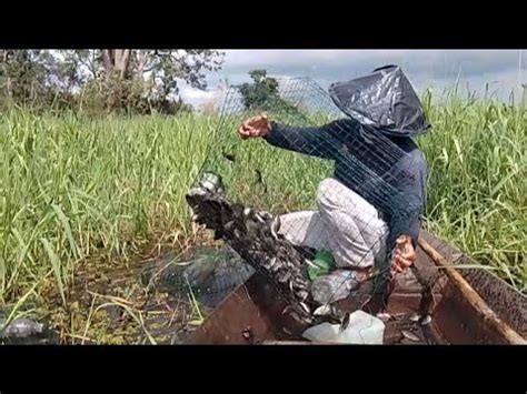 Cuaca Panas Membuat Alat Tangkap Penuh Dengan Ikan Sepat Siam Youtube