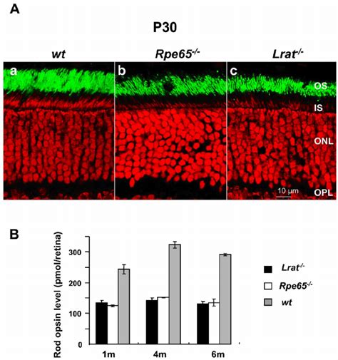 Comparison Of Rod Opsin In Month Old Wt Rpe And Lrat