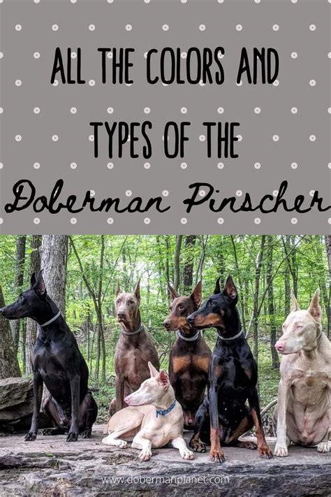 All The Colors And Types Of The Doberman Pinscher Doberman Colors