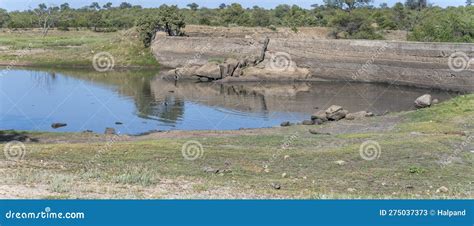 Landschaft Mit Wild Lebenden Tieren am Stausee Im Strauchland am Krüger