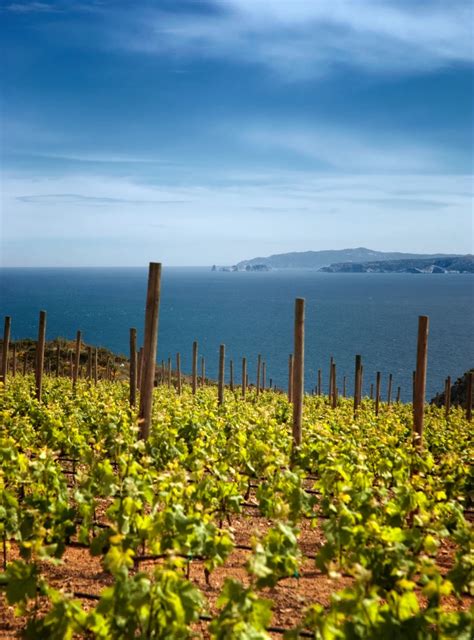 Vinyes Sobre El Mar Costa Brava Pirineu De Girona