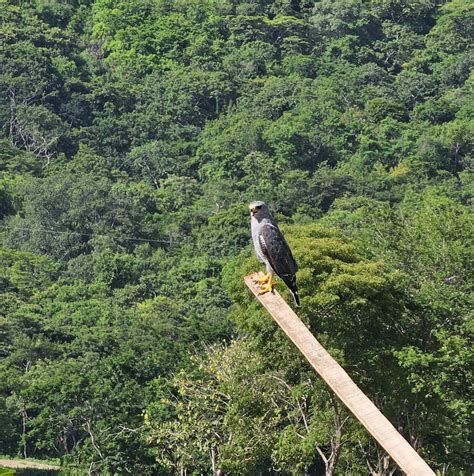 Gray Hawk From Pueblo Nuevo Provincia De Guanacaste Liberia Costa