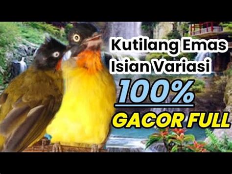 Suara Kutilang Emas Isian Variasi Gacor Youtube