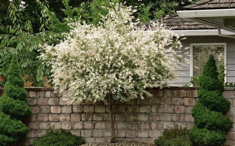 Japanese Dappled Nishiki Willow 1 Qt Pot Shrubtree Home And Garden