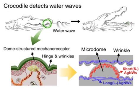 Electronic Skin As Flexible As Crocodile Skin EurekAlert