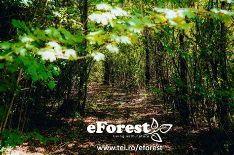 EForest 2 Loturi De Teren La Liziera Padurii Crevedia OLX Ro