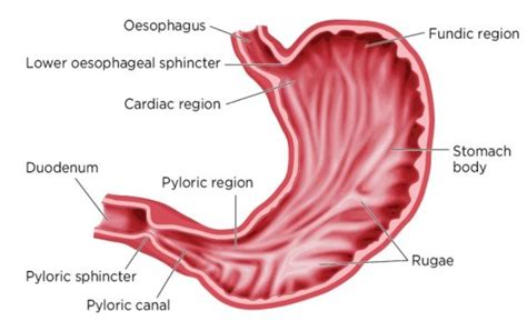 The Stomach Of An Adult Can Hold 1 5 Liters Of Material The Fact Base