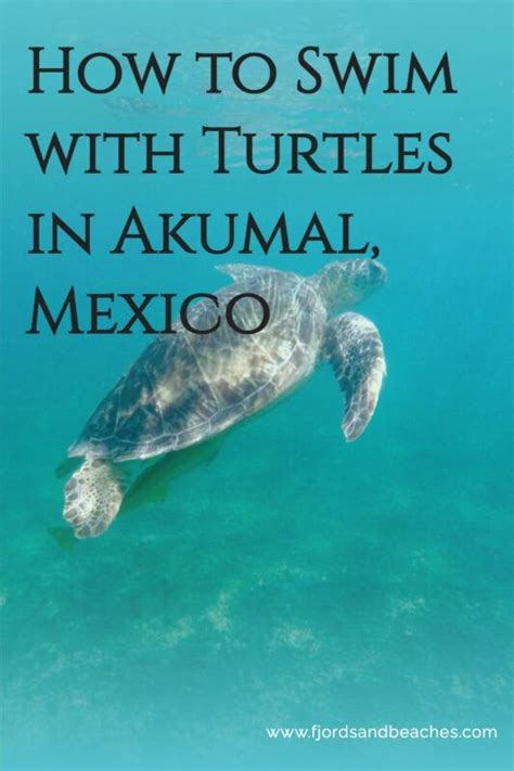 Swimming With Turtles In Akumal Mexico 2024 Update Akumal Mexico