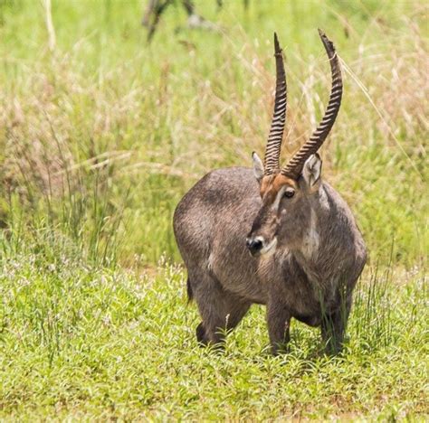 Pin by Minako on Artiodactyla. ANTELOPES (Bovidae | African wildlife ...