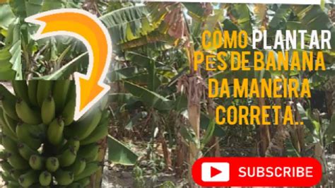 Como PLANTAR pés de BANANEIRAS da maneira CORRETA YouTube