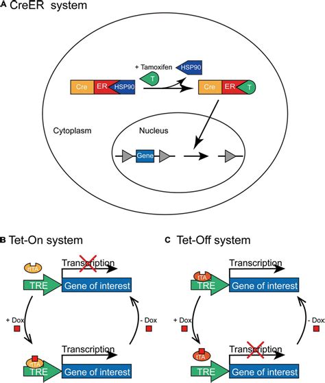 The Schematic Depiction Of Creer And Tet On Tet Off Inducible Systems