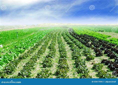 Vegetables Plantation Stock Image Image Of Chard Field 53617095