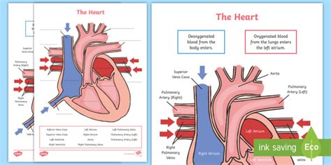 Heart Diagram Labeling Activity