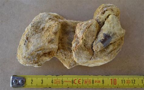 Real Spinosaurus Jaw Is It Real How To Recognize Fossil