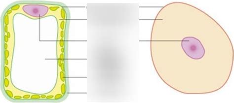 Bio Lichtmicroscopische Bouw Van Eukaryote Cem Diagram Quizlet