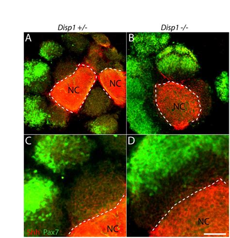 Evidence For A Role Of Vertebrate Disp1 In Long Range Shh Signaling