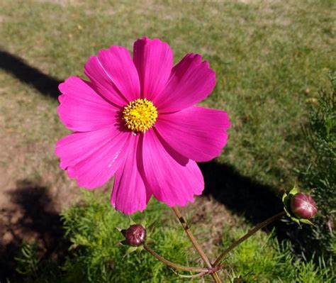 Free picture: pink, cosmos flower