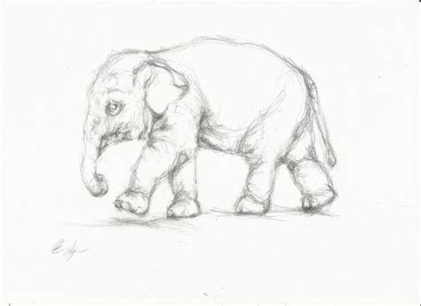 elephant drawing | nightwithdeer | Elephant sketch, Elephant drawing ...