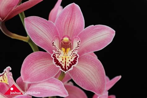 Cymbidium varieties – Joshua Cymbidium